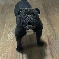 Joan Jet, a female English Bulldog for sale in Bear, DE – Photo 6 of 8