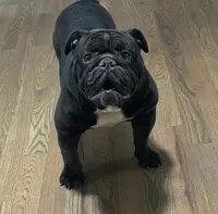 processed/b68e1358-1ba7-478f-91b8-71b4e81c5745/listing/bf39bff7-2981-401e-8c4e-3d2cef5b18fc/2aa46326-994c-4ecc-aac4-ae14d61c59cc