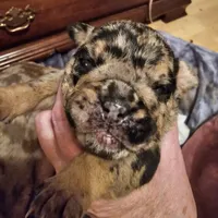 Joan Jet, a female English Bulldog for sale in Bear, DE – Photo 4 of 8