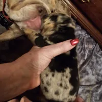 Joan Jet, a female English Bulldog for sale in Bear, DE – Photo 3 of 8