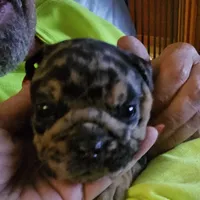 Joan Jet, a female English Bulldog for sale in Bear, DE – Photo 7 of 8