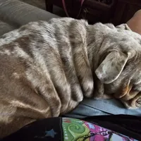 Joan Jet, a female English Bulldog for sale in Bear, DE – Photo 5 of 8