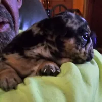 Joan Jet, a female English Bulldog for sale in Bear, DE – Photo 1 of 8