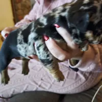 Joan Jet, a female English Bulldog for sale in Bear, DE – Photo 8 of 8
