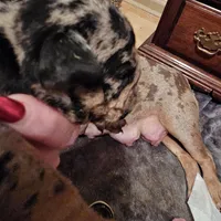 Joan Jet, a female English Bulldog for sale in Bear, DE – Photo 2 of 8