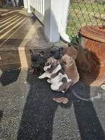 1,2,3,&4, a male French Bulldog for sale in Bear, DE – Photo 2 of 5