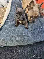 1,2,3,&4, a male French Bulldog for sale in Bear, DE – Photo 5 of 5