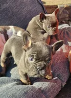 1,2,3,&4, a male French Bulldog for sale in Bear, DE – Photo 1 of 5