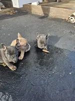 1,2,3,&4, a male French Bulldog for sale in Bear, DE – Photo 3 of 5