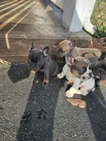 1,2,3,&4, a male French Bulldog for sale in Bear, DE – Photo 4 of 5
