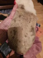 processed/b68e1358-1ba7-478f-91b8-71b4e81c5745/listing/d47aa883-47b8-4053-97e5-1b9328109cd4/80c2644b-b0f7-423f-809f-49c2620c75e8