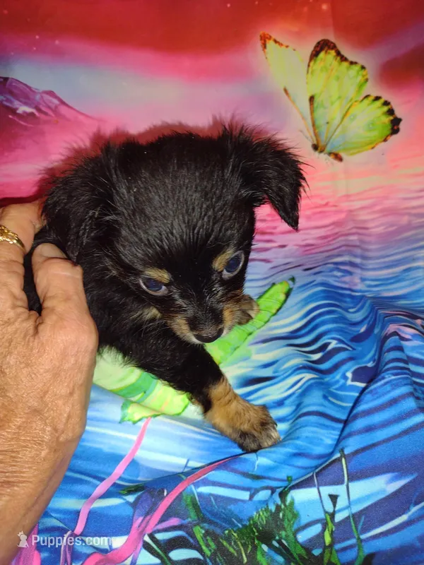 Jazz – Chihuahua puppy for sale in Ocala, FL