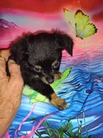 Jazz, a female Chihuahua for sale in Ocala, FL – 1 of 1