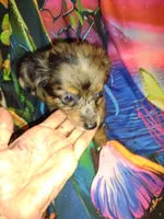 Ryder, a male Chihuahua for sale in Ocala, FL – 2 of 2