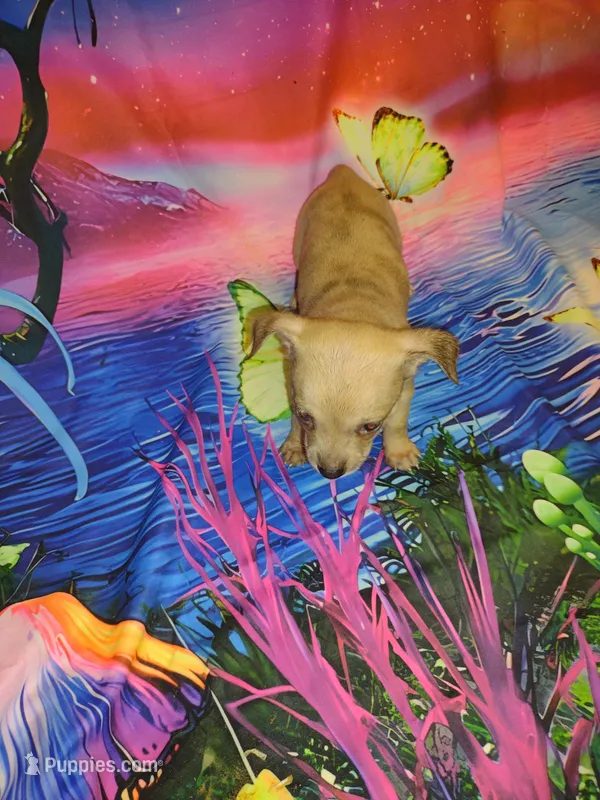 Coco – Chihuahua puppy for sale in Ocala, FL