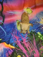 Coco, a female Chihuahua for sale in Ocala, FL – 1 of 1