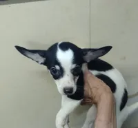 Layla, a female Chihuahua for sale in Ocala, FL – 2 of 4