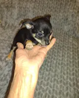 Molly, a female Chihuahua for sale in Ocala, FL – Photo 1 of 2