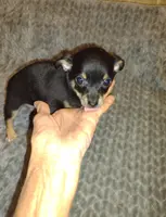 Molly, a female Chihuahua for sale in Ocala, FL – Photo 2 of 2