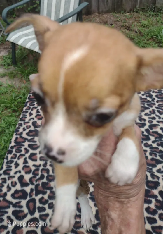 Foxy – Chihuahua puppy for sale in Ocala, FL