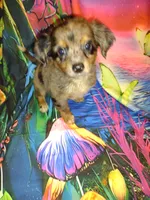 Ryder, a male Chihuahua for sale in Ocala, FL – 1 of 2