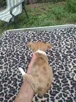 Foxy, a female Chihuahua for sale in Ocala, FL – 2 of 4