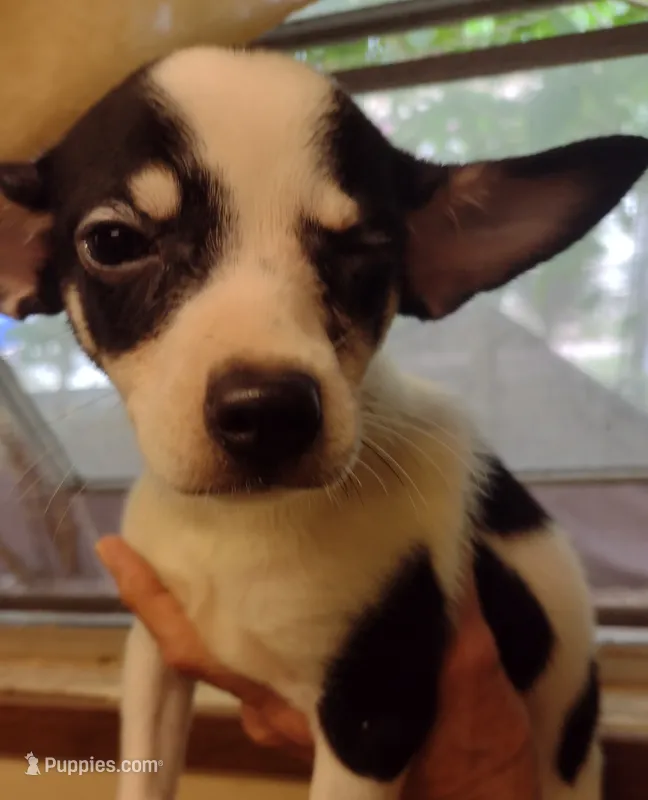 Layla – Chihuahua puppy for sale in Ocala, FL