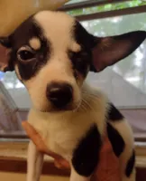 Layla, a female Chihuahua for sale in Ocala, FL – 1 of 4