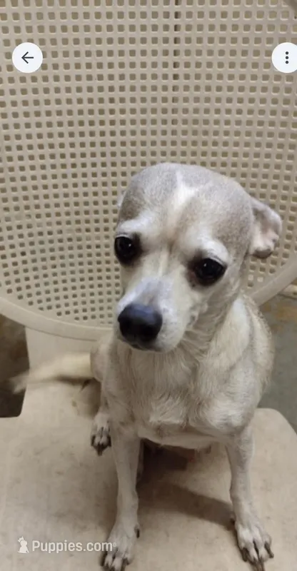 Tinkerbell  – Chihuahua puppy for sale in Ocala, FL