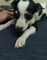 Layla, a female Chihuahua for sale in Ocala, FL – 3 of 4