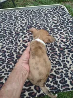 Foxy, a female Chihuahua for sale in Ocala, FL – 4 of 4