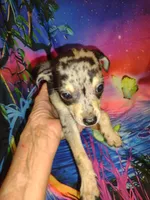 Champ, a male Chihuahua for sale in Ocala, FL – 1 of 1