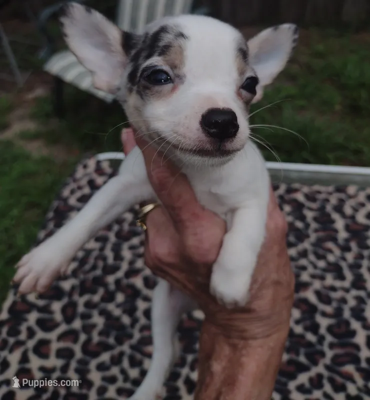 Teddy – Chihuahua puppy for sale in Ocala, FL