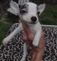 Teddy, a male Chihuahua for sale in Ocala, FL – 1 of 3