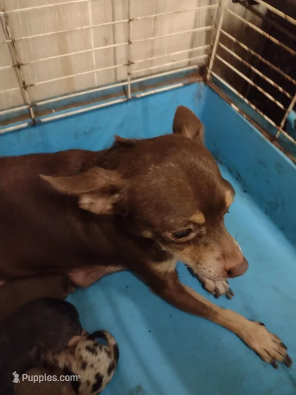 Cocopuff, a female Chihuahua for sale in Ocala, FL – Photo 1 of 1