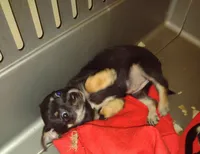 Jazz, a female Chihuahua for sale in Ocala, FL – Photo 1 of 3