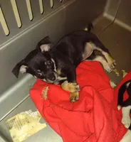 Jazz, a female Chihuahua for sale in Ocala, FL – Photo 3 of 3