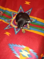 Jazz, a female Chihuahua for sale in Ocala, FL – Photo 2 of 3