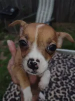 Foxy, a female Chihuahua for sale in Ocala, FL – 3 of 4