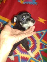 Roxy, a female Chihuahua for sale in Ocala, FL – Photo 2 of 2