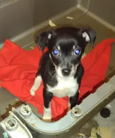 Roxy, a female Chihuahua for sale in Ocala, FL – Photo 1 of 2