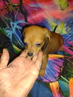 Sassy , a female Chihuahua for sale in Ocala, FL – 1 of 1