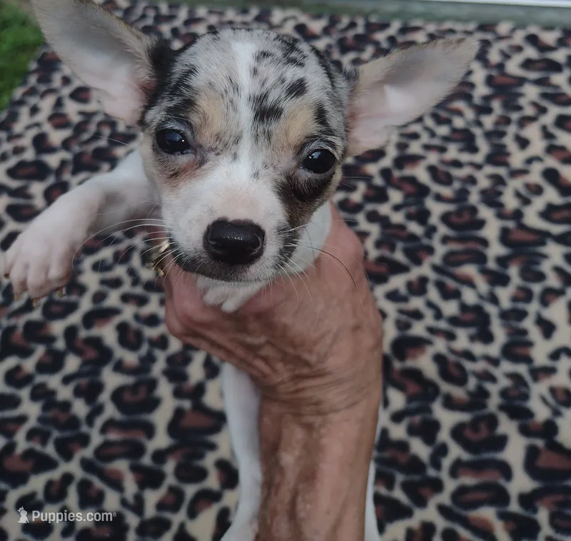 Jazz – Chihuahua puppy for sale in Ocala, FL