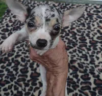 Jazz, a female Chihuahua for sale in Ocala, FL – 1 of 3