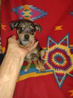 Ryder, a male Chihuahua for sale in Ocala, FL – Photo 2 of 2