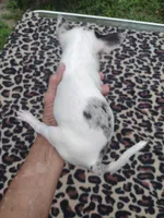 Jazz, a female Chihuahua for sale in Ocala, FL – 3 of 3