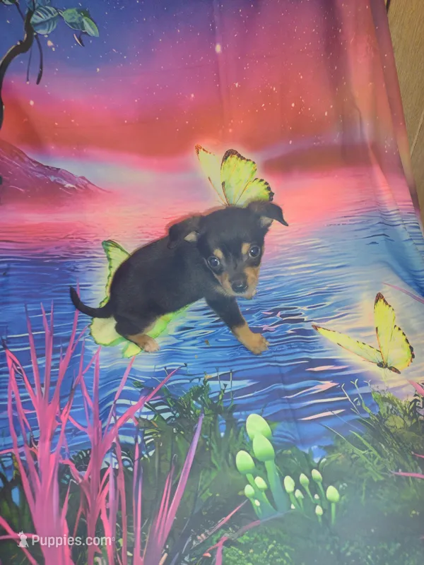 Tiny – Chihuahua puppy for sale in Ocala, FL
