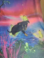 Tiny, a female Chihuahua for sale in Ocala, FL – 1 of 1