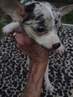Jazz, a female Chihuahua for sale in Ocala, FL – 2 of 3