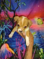 Sassy , a female Chihuahua for sale in Ocala, FL – 1 of 1